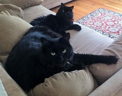 Tartufo and Tiramisu, two black Maine Coons