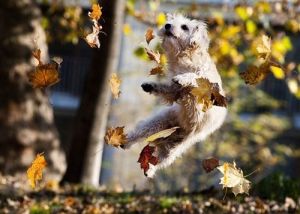 Dog leaping through autumn leaves